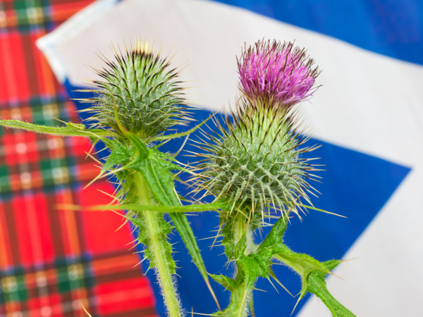 Tartan pattern on the left, Scottish flag on the right and a thistle in the centre
