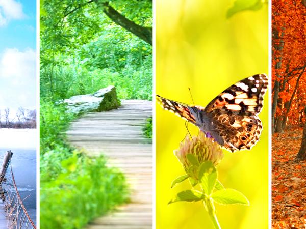 4 images from left to right of winter, spring, summer and autumn.