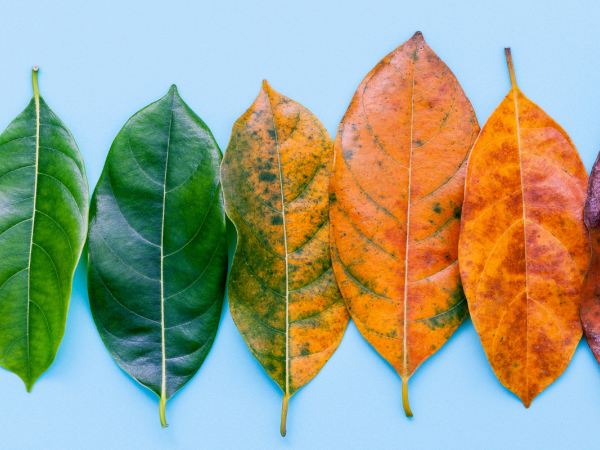 several leaves in a row gradually changing from green to brown several leaves in a row gradually changing from green to brown