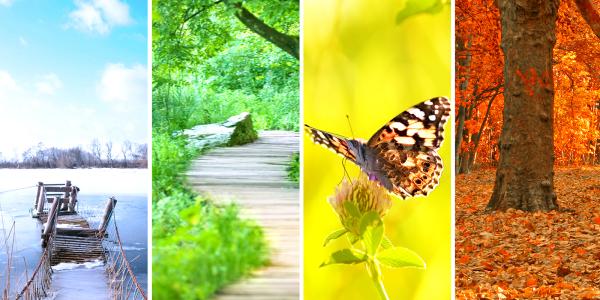 4 images from left to right of winter, spring, summer and autumn. 4 images from left to right of winter, spring, summer and autumn.