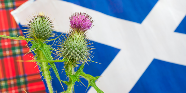 Tartan pattern on the left, Scottish flag on the right and a thistle in the centre