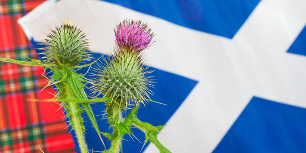 Tartan pattern on the left, Scottish flag on the right and a thistle in the centre Tartan pattern on the left, Scottish flag on the right and a thistle in the centre