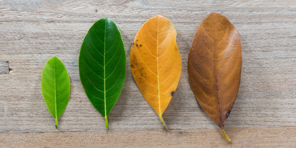 4 leaves in various stages of life. 4 leaves in various stages of life.