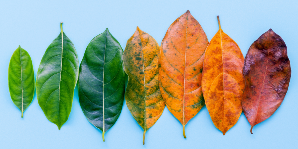 several leaves in a row gradually changing from green to brown several leaves in a row gradually changing from green to brown